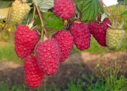 Малина «Патриция»