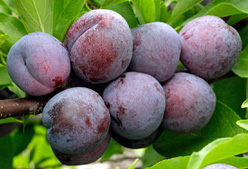 Слива «Чернослив поздний»