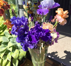 Элитные бородатые ирисы